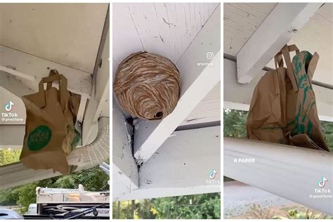 paper bag wasp hat trick